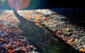 The shadow of a person walking on a path covered in leaves.