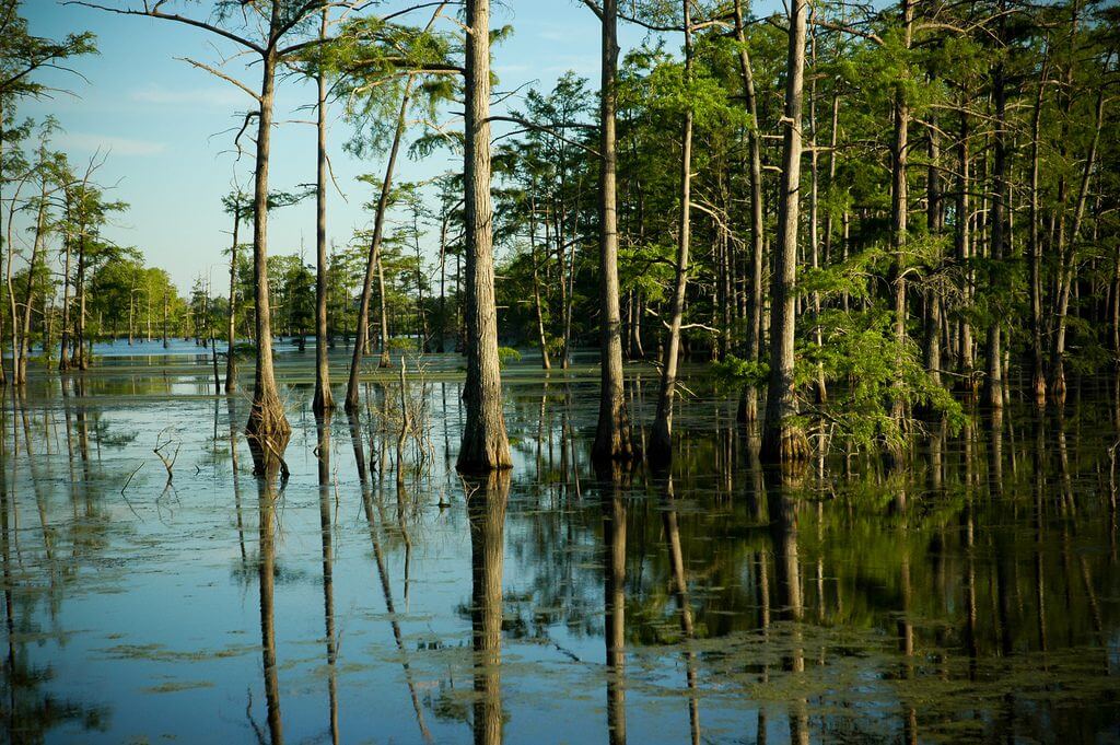 A cypress swamp with trees reflected in the water.
